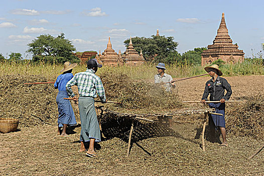 缅甸人,花生,植物,棍,复杂,佛塔,蒲甘,曼德勒,区域,缅甸,亚洲