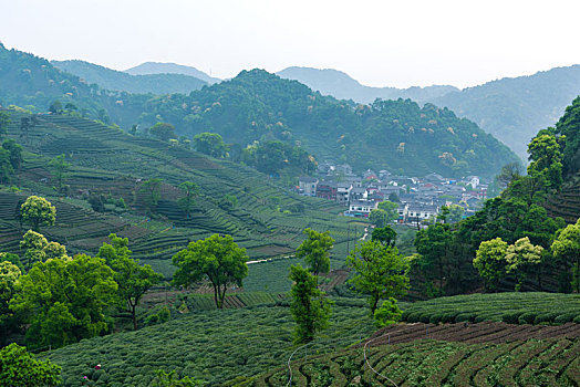 杭州梅家坞茶山