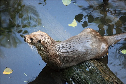 水獭