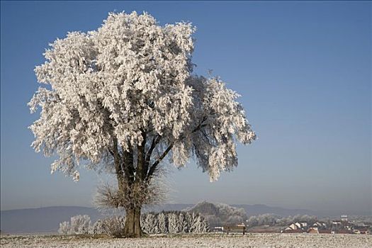 霜冻,柠檬,菩提树,树,小叶椴,北方,黑森州,德国,欧洲