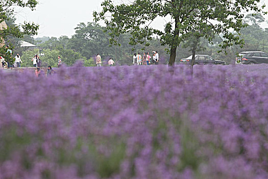 花,原片