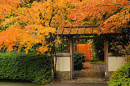 秋天,波特兰,日式庭园,俄勒冈,美国