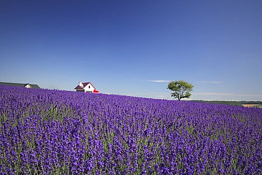 薰衣草,山