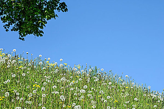 自然科学,春季开花,草地