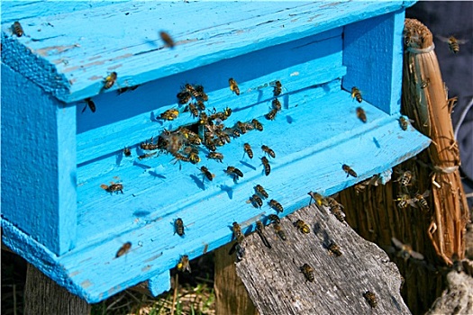 蜜蜂,靠近,蜂巢,飞行