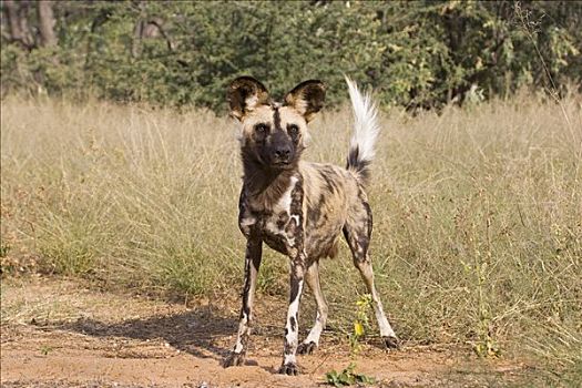 非洲野狗,非洲野犬属,纳米比亚,非洲