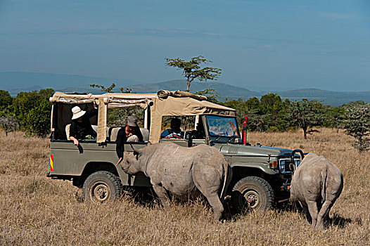 肯尼亚,旅游,四驱车,看,南方,白犀牛,婴儿,特别,犀牛,保护区