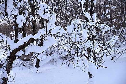 雪景