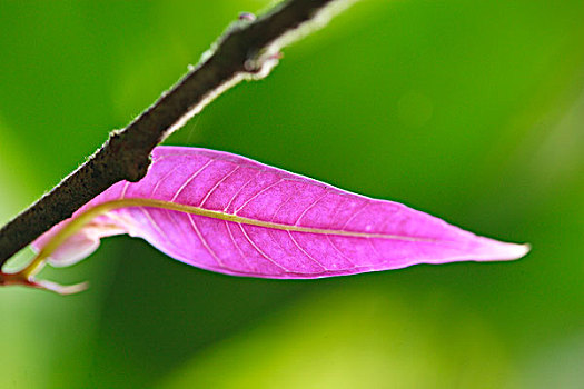 幼兽,粉色,叶子,国家公园,苏门答腊岛,印度尼西亚