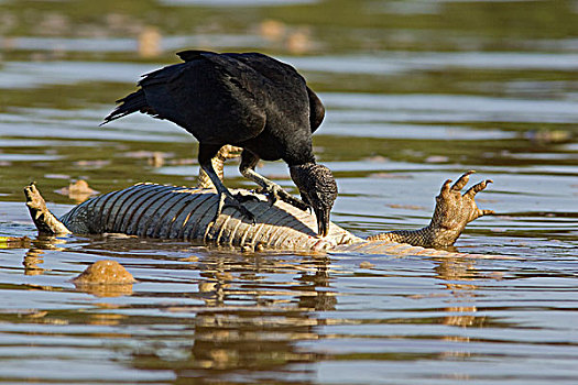 黑美洲鹫,觅食,宽吻鳄,畜体,漂浮,河,潘塔纳尔,巴西