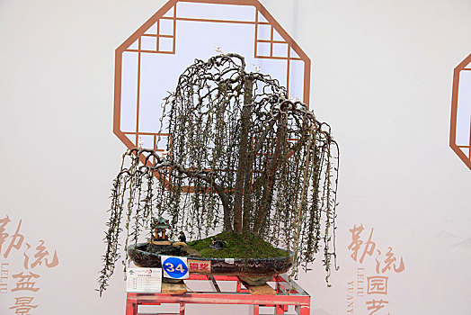 盆景,盆栽,岭南盆景,2019顺德勒流盆景展铜奖作品