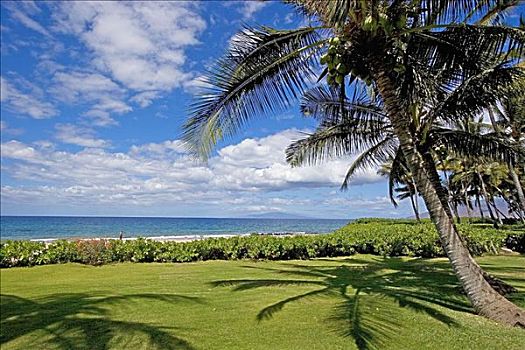 夏威夷,毛伊岛,漂亮,海洋,景色,草,棕榈树,前景