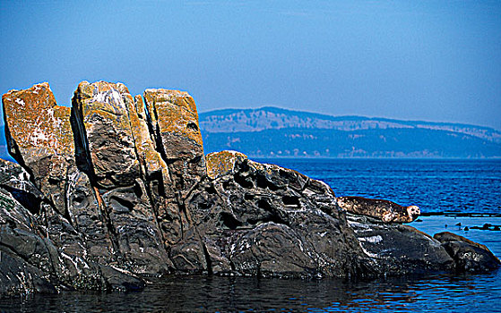海湾群岛,斑海豹,不列颠哥伦比亚省,加拿大