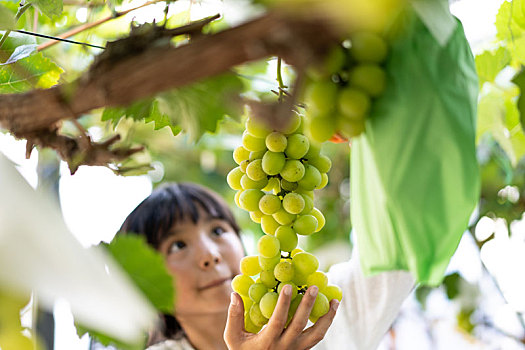 葡萄采摘