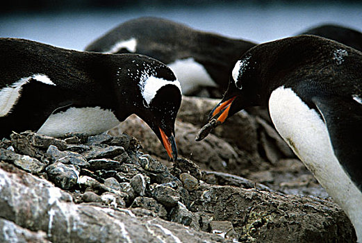 南极,巴布亚企鹅