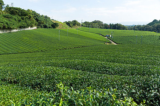茶,花园,农场,日本