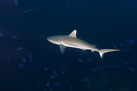 灰礁鲨,印度洋,马尔代夫,亚洲