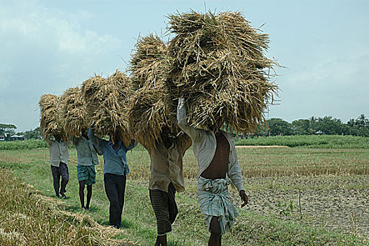农民,家,收获,稻田,孟加拉,五月,2007年