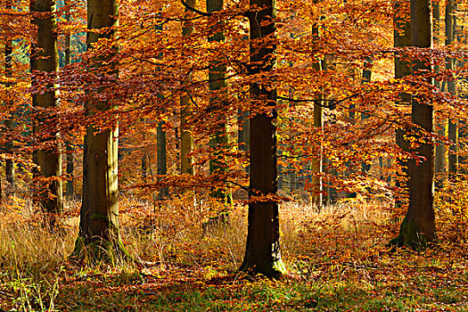 晴朗,山毛榉,树林,秋天,哈尔茨山,靠近,萨克森安哈尔特,德国