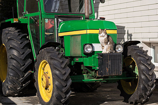 猫,坐,拖拉机
