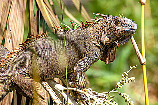 绿鬣蜥,哥斯达黎加,中美洲
