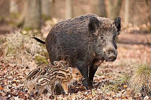 野猪,母猪,小猪,俘获,北莱茵威斯特伐利亚,德国,欧洲