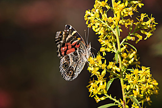 涂绘,女士,蝴蝶,秋麒麟草属植物,俄克拉荷马,美国