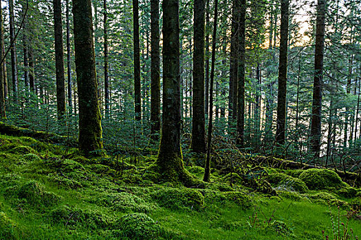 针叶树,树林,黄昏,奥尔湖,阿盖尔郡,苏格兰