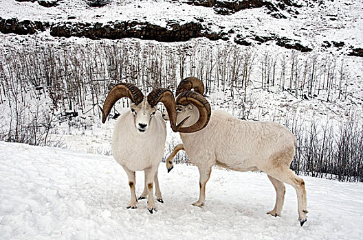 野大白羊,绵羊,两个,成年,争斗,踢,对手,雪中,育空,加拿大
