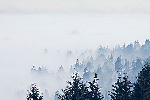 山谷,雾,照亮,俯视