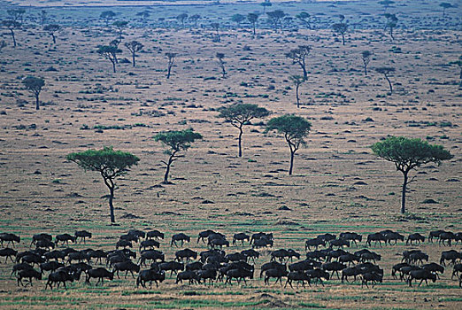 肯尼亚,马塞马拉野生动物保护区,牧群,角马,迁徙,热带草原