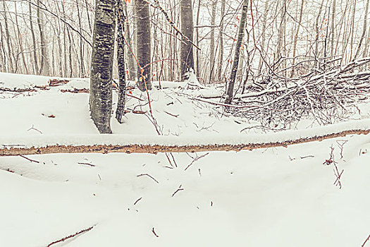 雪,大,枝条,树林