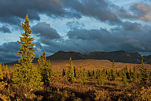 秋景,德纳里峰国家公园,阿拉斯加,美国,北美