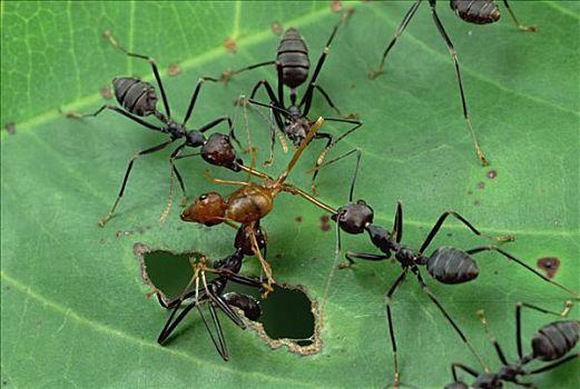 两个,彩色,相同,蚂蚁,物种,争斗,活力,喀麦隆