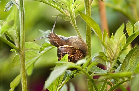 蜗牛,吃,叶子,损坏,植物