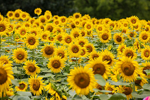 奥森公园之太阳花,2021年7月5日,北京奥林匹克公园,百亩向日葵争相绽放