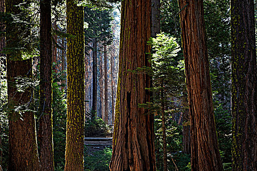 美国,加利福尼亚,优胜美地国家公园,红杉,小树林,画廊