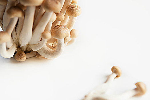 蘑菇,白色背景,背景