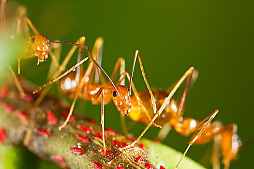 黄色,疯狂,蚂蚁,群,保护,红色,鳞片,昆虫,圣诞节,岛屿,国家公园,澳大利亚