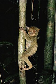 眼镜猴,雨林,婆罗洲