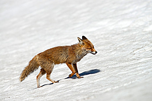 红狐,狐属,雪地,上陶恩山国家公园,卡林西亚,奥地利,欧洲