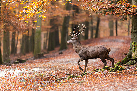 赤鹿,鹿属,鹿,走,秋天,木头,莱茵兰普法尔茨州,德国,欧洲