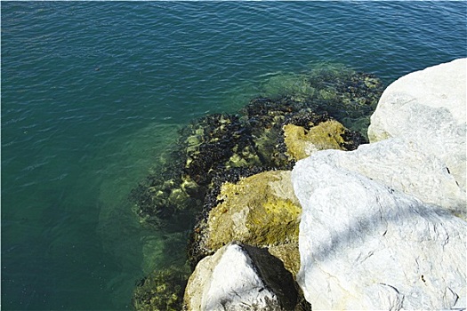 贻贝,石头,海湾地区,拉斯佩齐亚