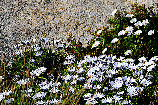 白色沙滩上的野花