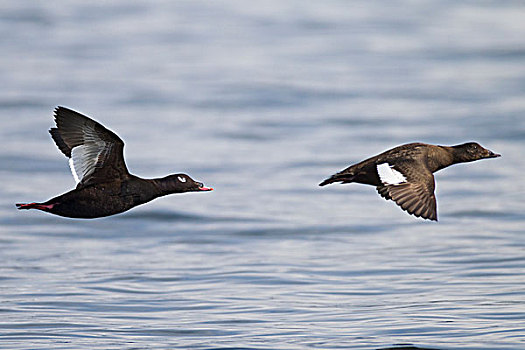 雄性,雌性,一对,飞行,上方,水,威廉王子湾,阿拉斯加,春天