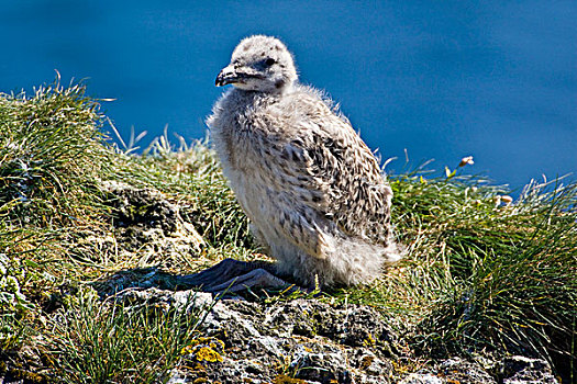 幼禽,半岛,西部,冰岛