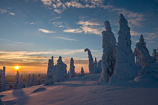 积雪,树,冬季风景,日落,国家公园,拉普兰,芬兰,欧洲