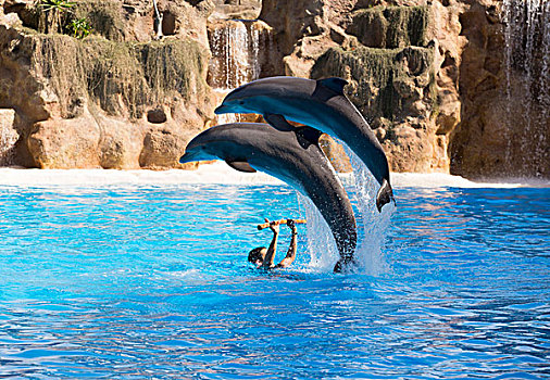 两个,宽吻海豚,跳跃,室外,水,海豚,展示,公园,波多黎各,特内里费岛,加纳利群岛,西班牙,欧洲