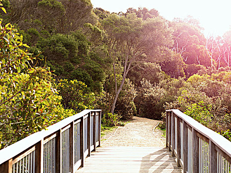 木质,步行桥,海滩,国家公园,澳大利亚