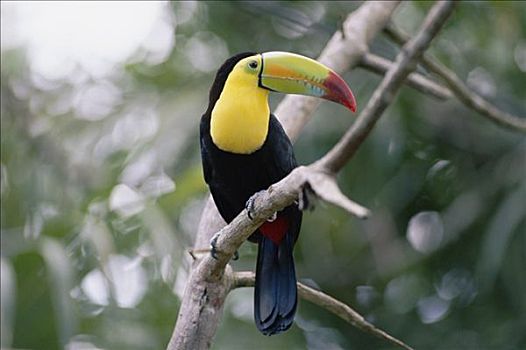巨嘴鸟,栖息,树上,哥斯达黎加,雨林